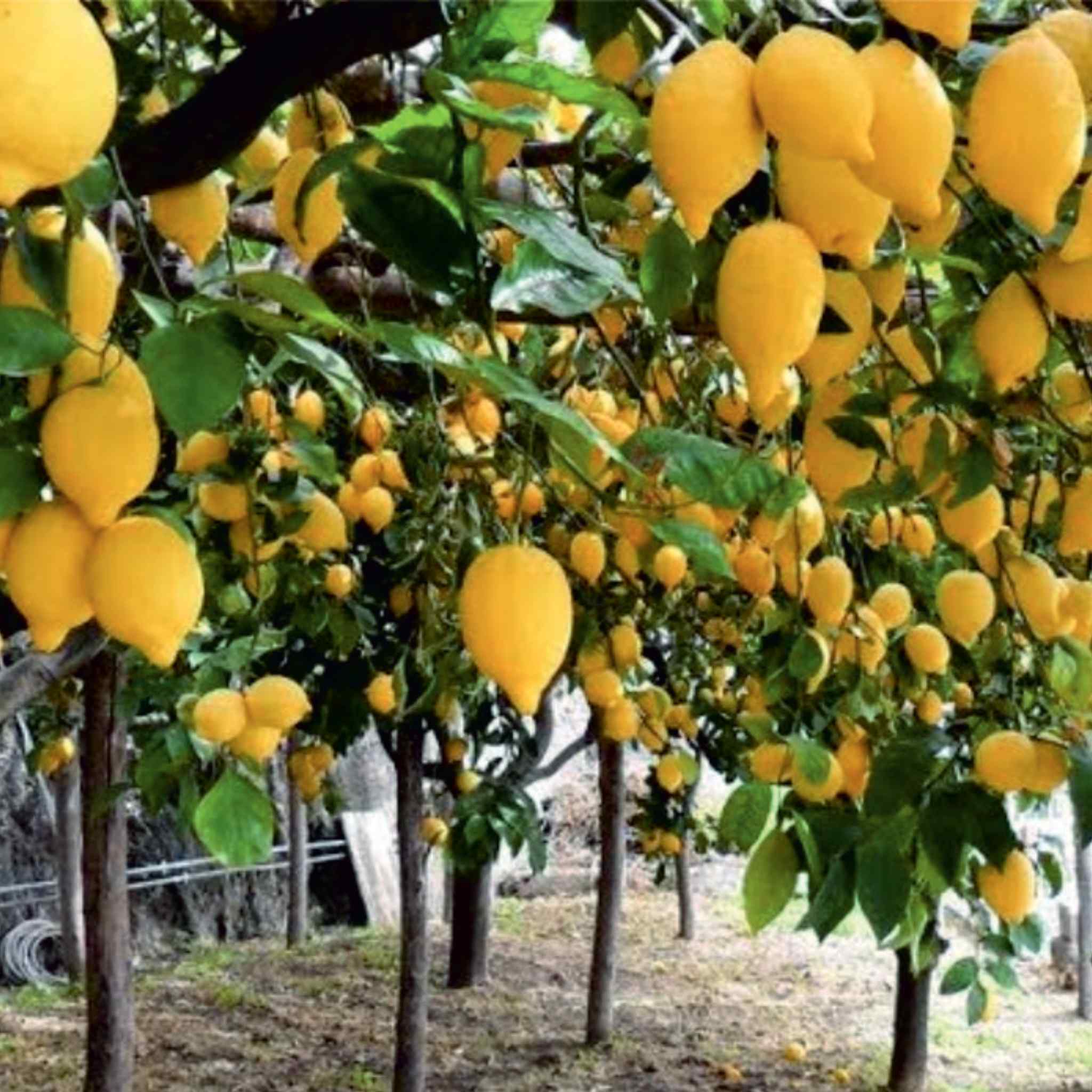 Normal Lemon Farmland for Sale: Invest in Living Farm Pavagada | Utopiaa