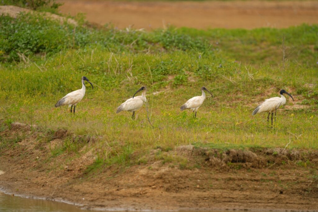 Lush landscapes of Utopiaa's managed farmlands in Coorg and Chikkaballapura