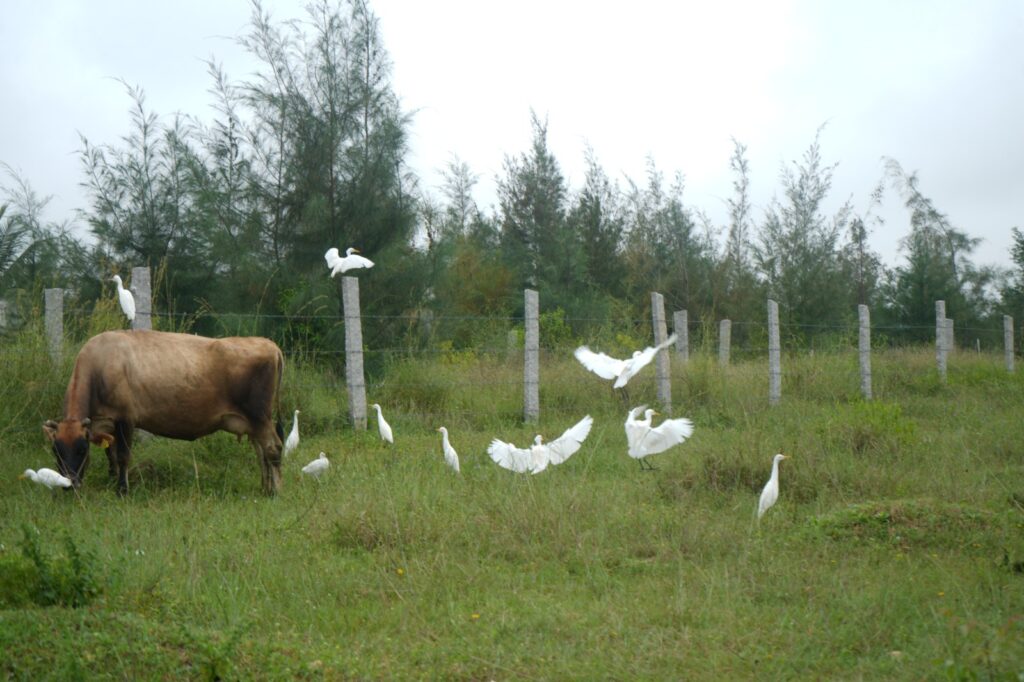 Hands-on animal care at Utopiaa's ethical farming initiative