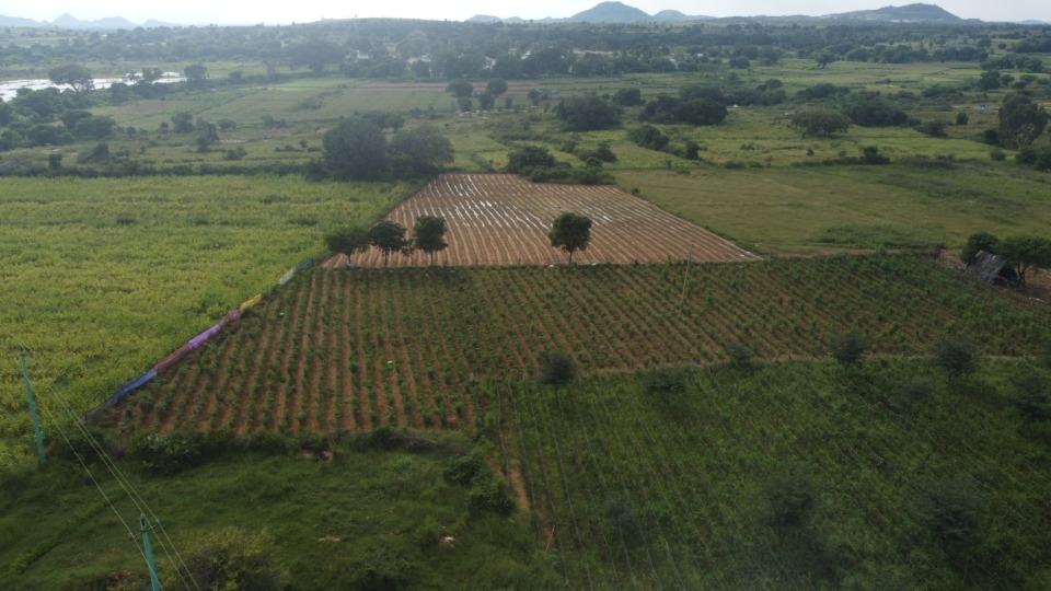 Panoramic view of managed farmland near popular tourist destinations, showcasing lush landscapes and thriving crops