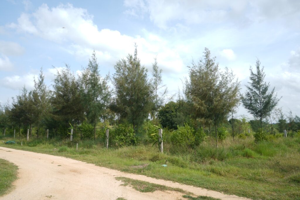 Close-up of sandalwood trees in a well-maintained managed farmland, highlighting its long-term investment potential