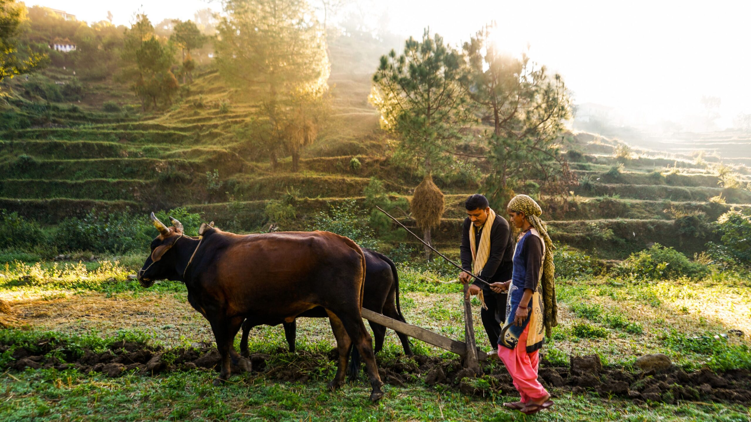 Comparison between managed farmland and traditional farming, highlighting investment potential and sustainable lifestyle benefits