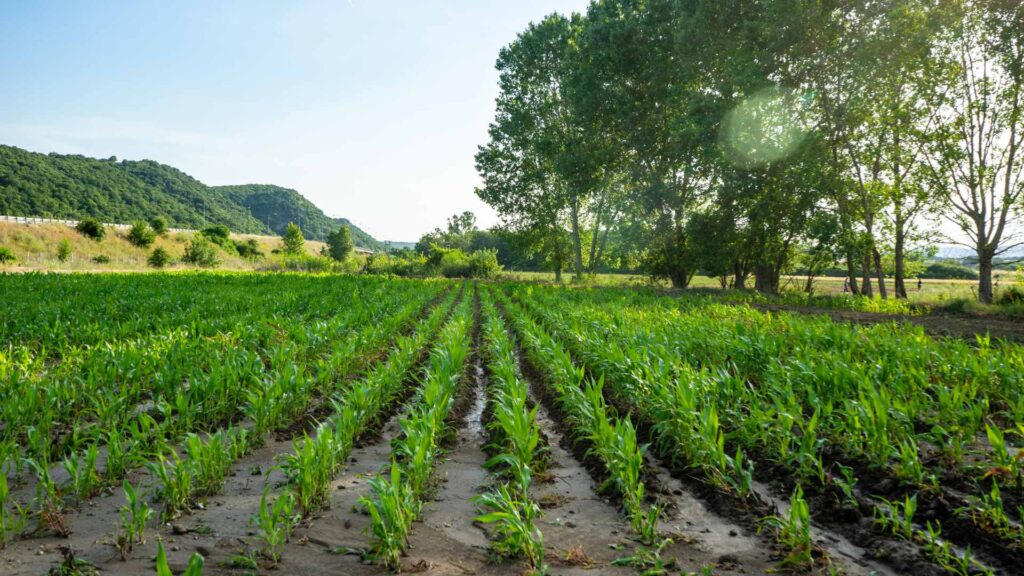 Lush eco-friendly managed farmlands in Bangalore by Utopiaa