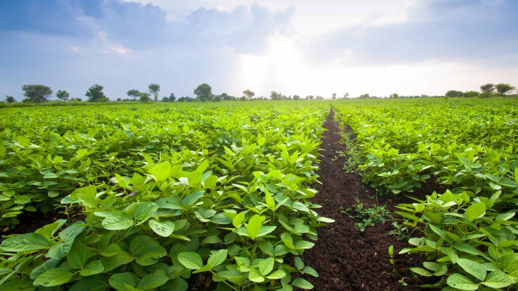 Comparison of managed farmland and urban green spaces, highlighting sustainable investment options for eco-conscious investors