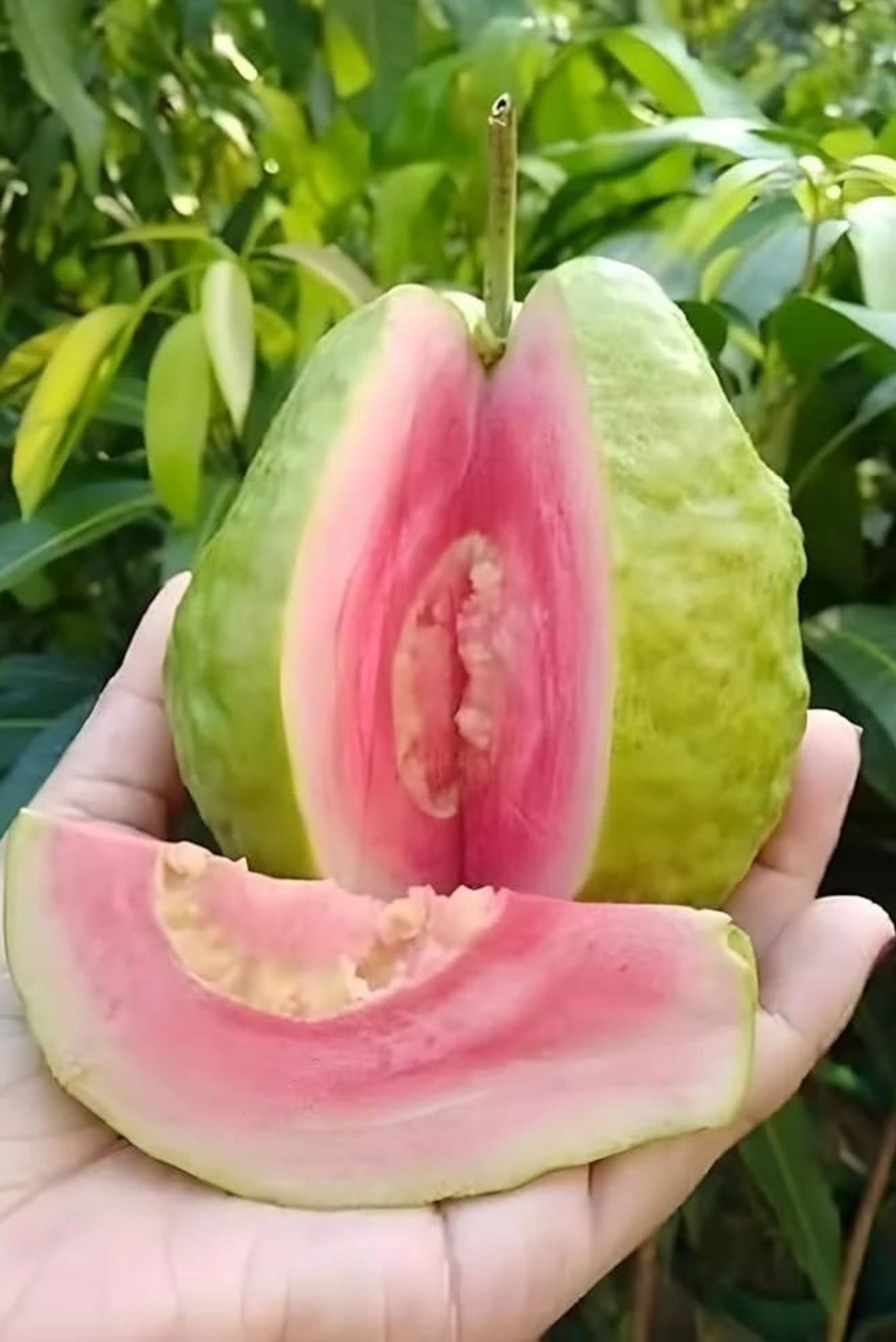 Pink Taiwan Guava