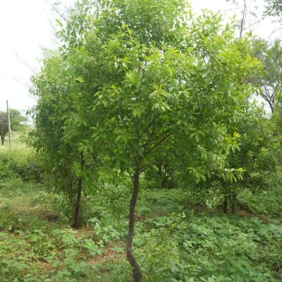 Sandalwood trees in a managed farmland setting, symbolizing sustainable, high-value investment potential