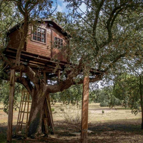 Elevated Living: Enjoy Tree House Bliss at Ecopia