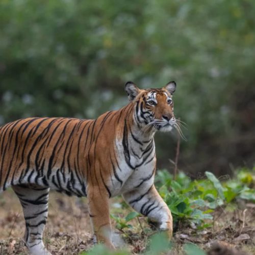 Nagarhole Tiger Reserve